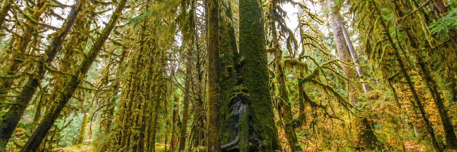 With the Hoh Rainforest at our back door, we take our commitment to the environment seriously at Kalaloch Lodge.